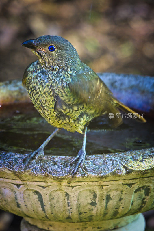 缎纹园丁鸟(Ptilonorhynchus violaceus)